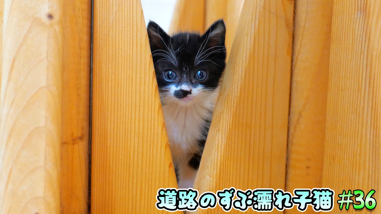 意外な場所が子猫達の新しい遊び場に！ボス吉親分もフサフサしっぽで‥🐈🐈【道路のずぶ濡れ子猫 #36】