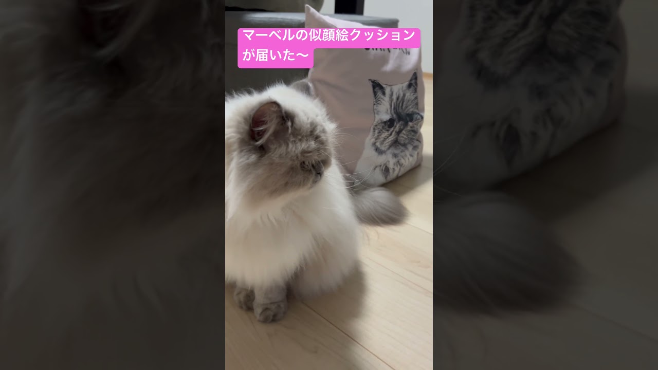 マーベルの似顔絵クッションが届いた🐈 #shorts #うちのにゃんこ #ヒマラヤン #ねこ #マーベル #かわいい #似顔絵