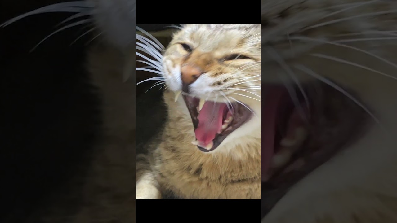【TikTok240万再生】保護当日こたつでとろける瞬間のトラ #野良猫  #元野良猫 #shorts