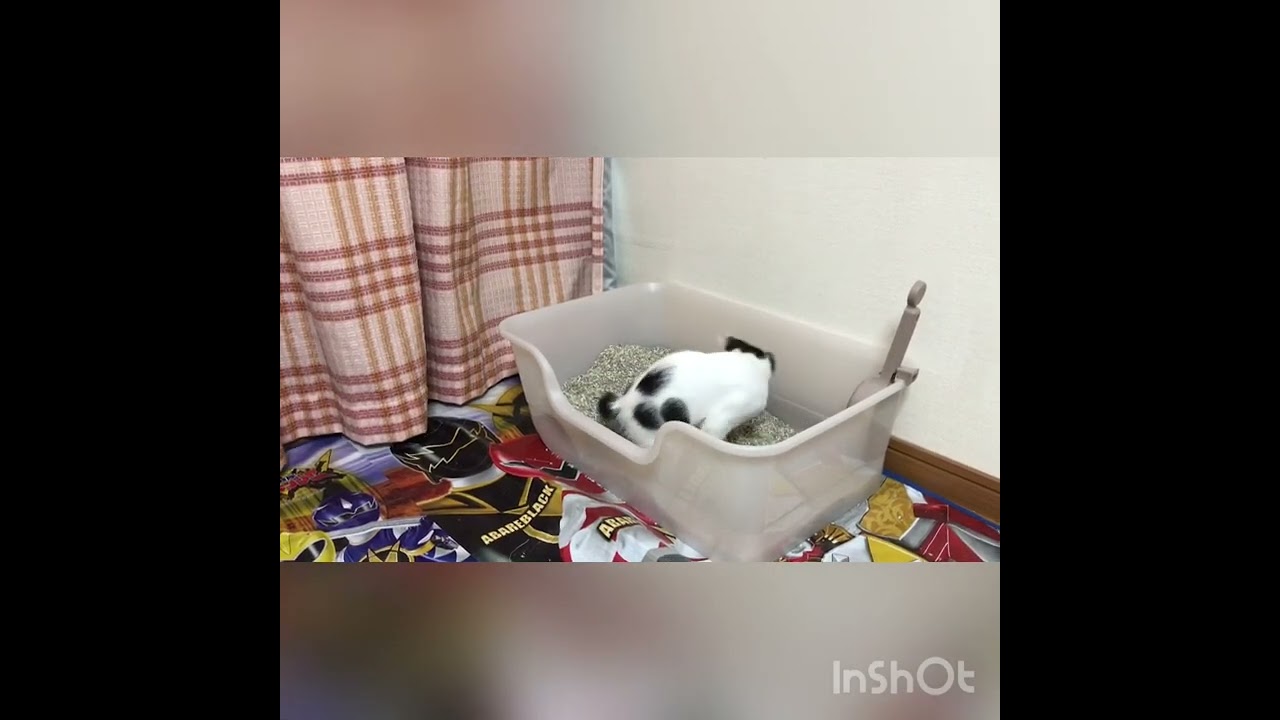 「💩の時は鳴いてお知らせするにゃ」