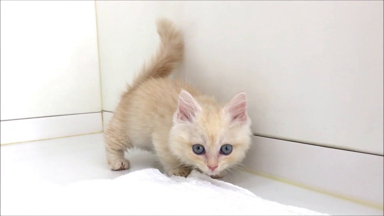 短足の激カワ≪マンチカン≫