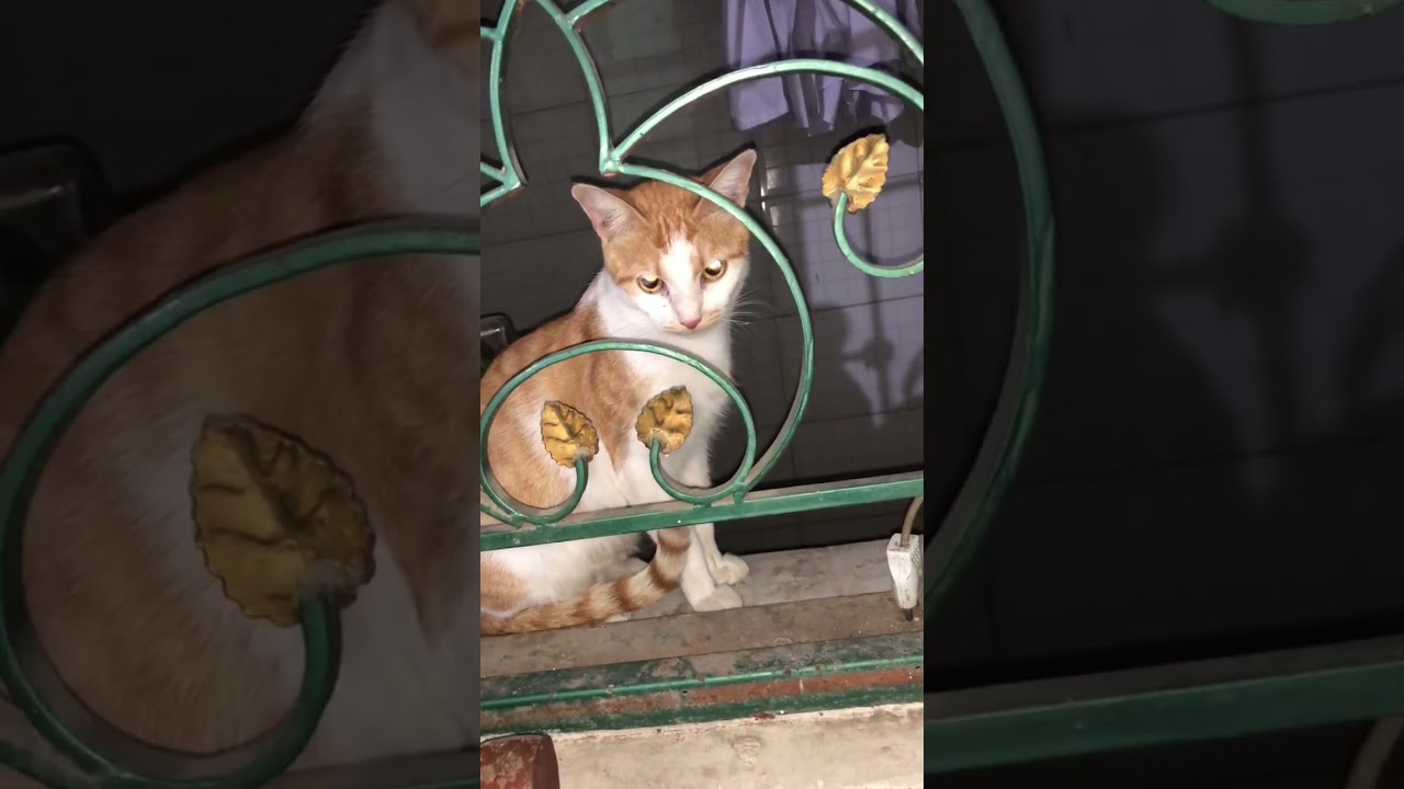 Brown #cats #shorts #youtubeshorts
