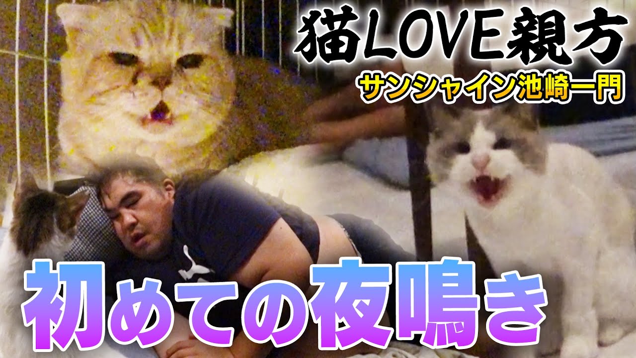 【サンシャイン池崎一門】寂しくて夜鳴きする保護猫ベロ！初のご飯を食べてくれる日は？【二子山親方の預かりボランティア】