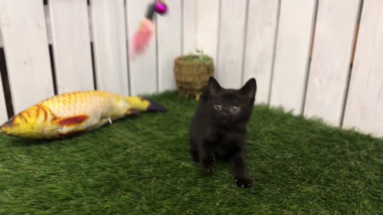 【ナナハチ’s ROOM】ボンベイの女の子　20231028