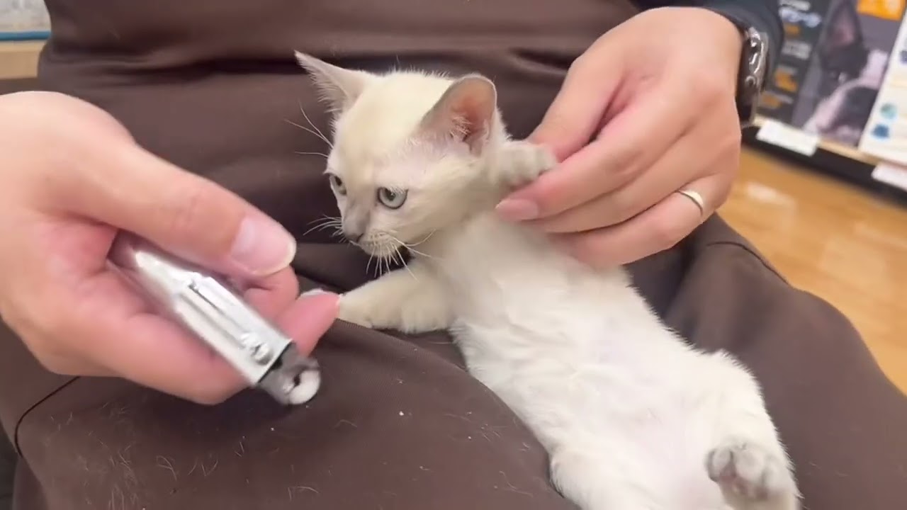 【トンキニーズ】激レアにゃんこのトンキニーズ💕爪切り耳掃除簡単にできます！