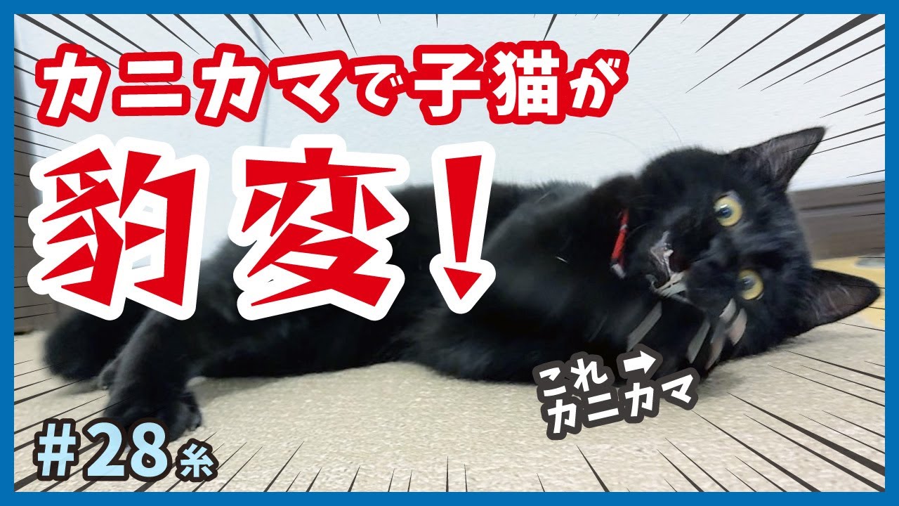 【子猫 保護猫】初めてのカニカマ‥、だんだんと狂い始める可愛い子猫を見逃すな！【もふもふ兄弟・糸28】/cat and police