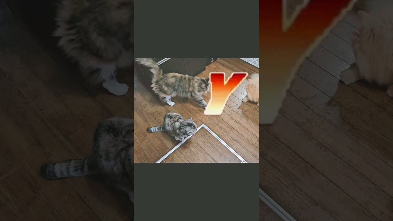 猫パンチ炸裂です😅スフィンクスVSノルウェージャン #shorts