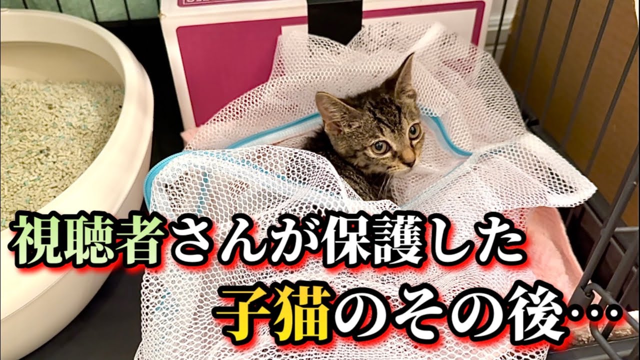 抱っこが出来ないと返された子猫は今…