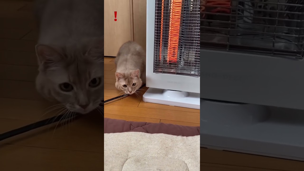 狙いを定めてからの？！#shorts #猫#ソマリ