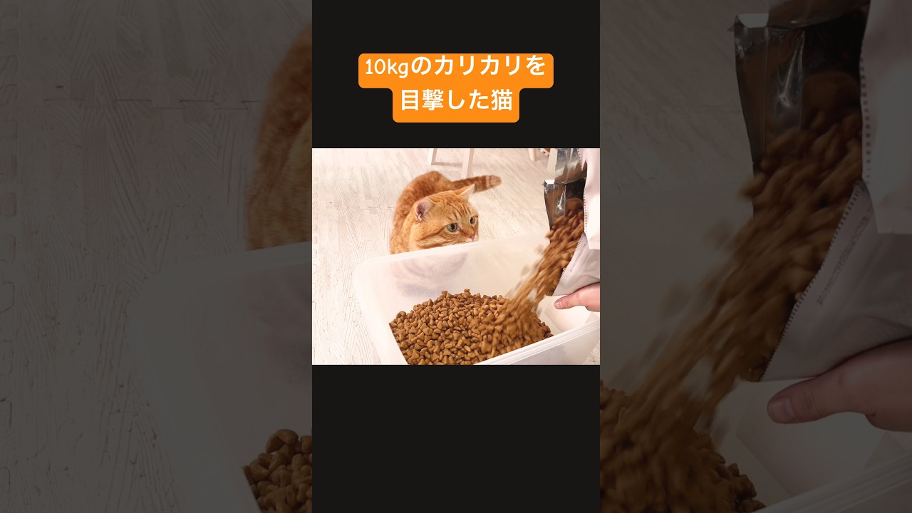 10kgのカリカリを猫に... #猫 #マンチカン #shorts