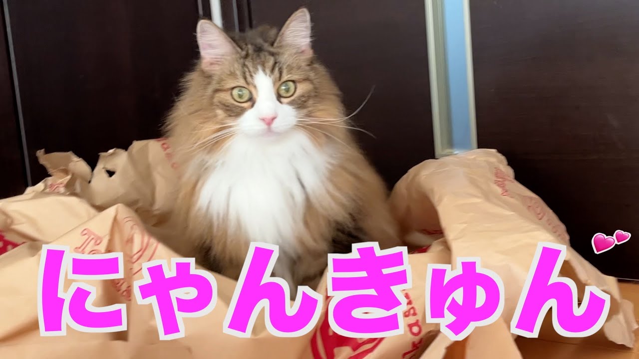 ズバリ！ノルウェージャンフォレストキャットは可愛い