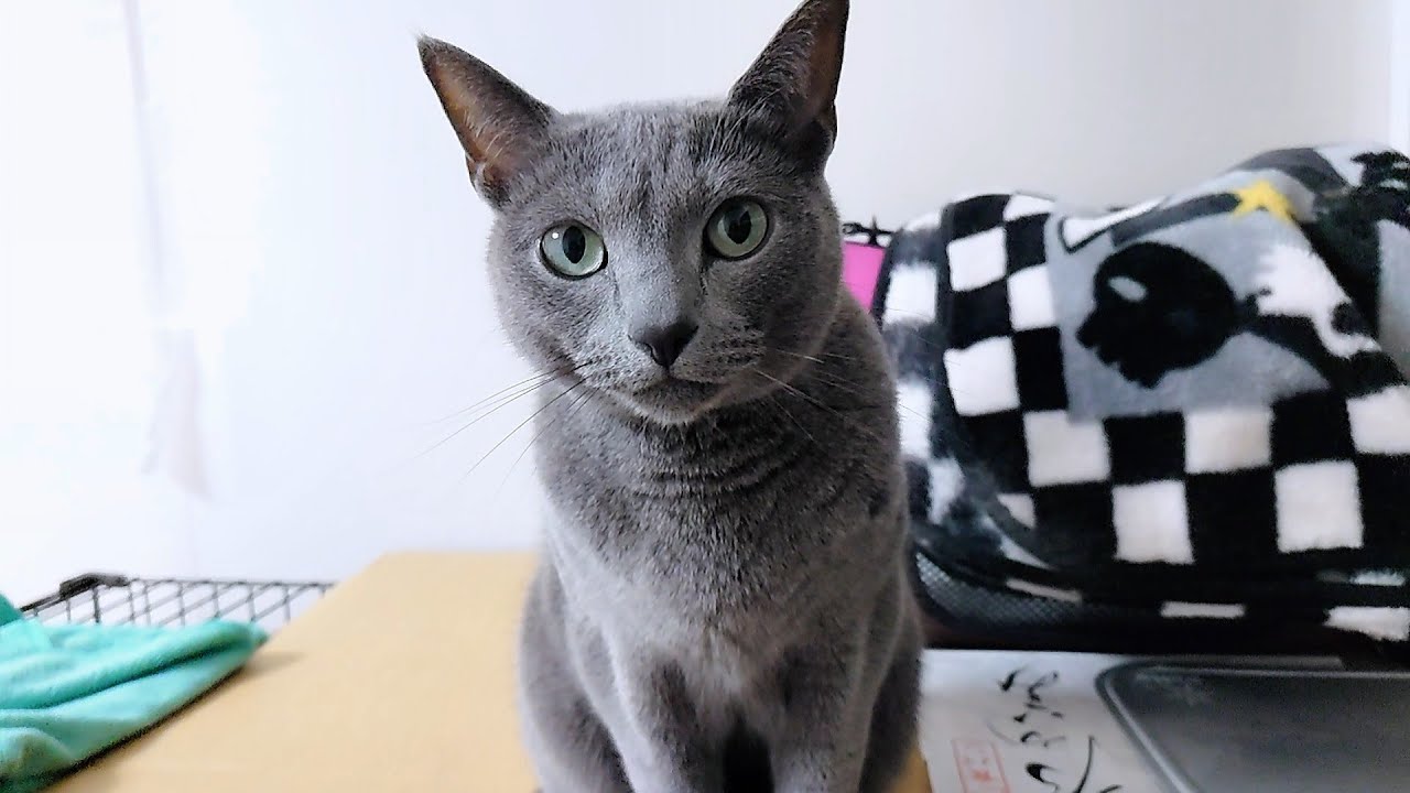 【猫動画】今日も絶好調なツンデレロシアンブルー【russianbule】Tsundere Russian Blue is in great shape today too