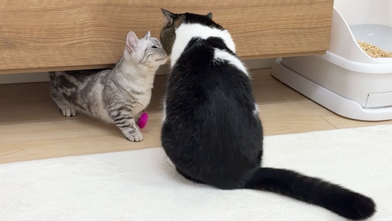再会して数日で子猫そらくんが息子猫にベッタリになりました！