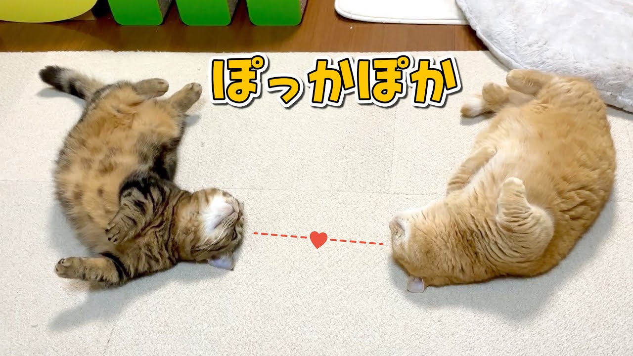 部屋をぽかぽかに温めたら気持ち良すぎて猫たちがこうなりました…！