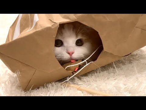 【悲報】うちのもふ猫が不良になってしまいました【スコティッシュフォールド】