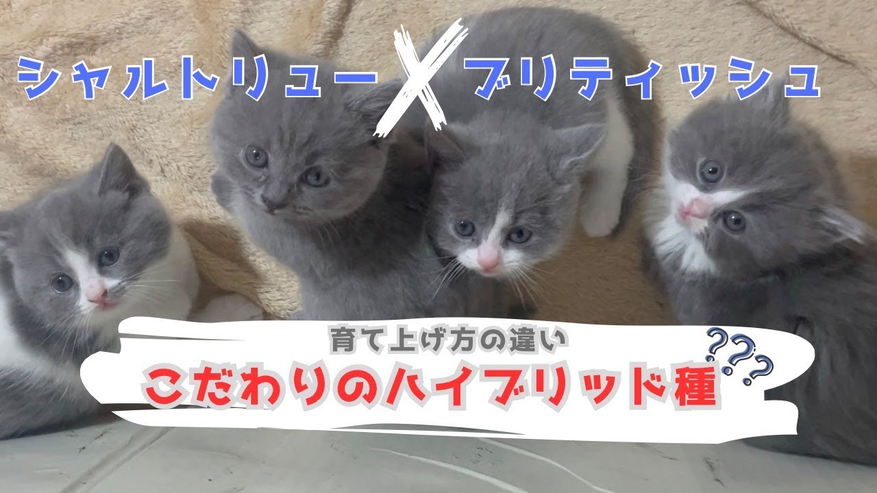 シャルトリューとブリティッシュ【ハイブリッドな掛け合わせ子猫】