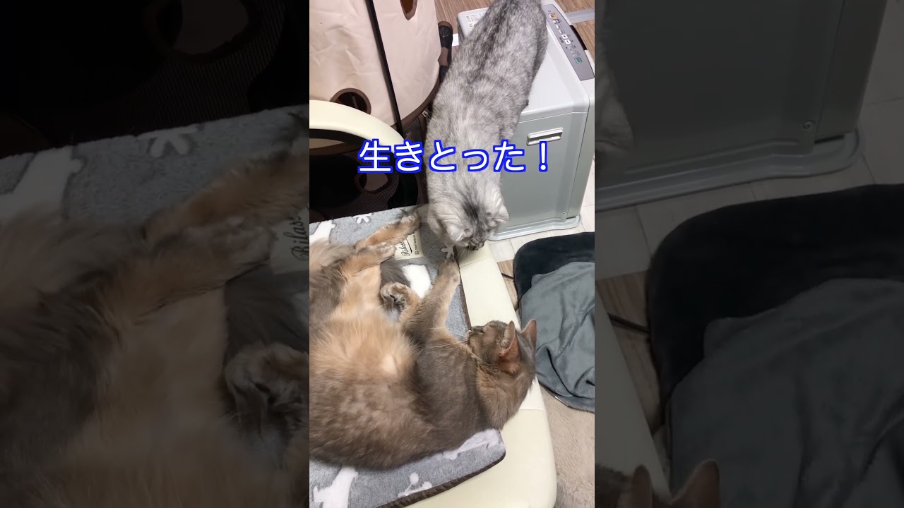 兄ちゃんが心配で仕方ないんです！ #shorts #スコティッシュフォールド #ソマリ #にゃんこ #ねこ #スコ