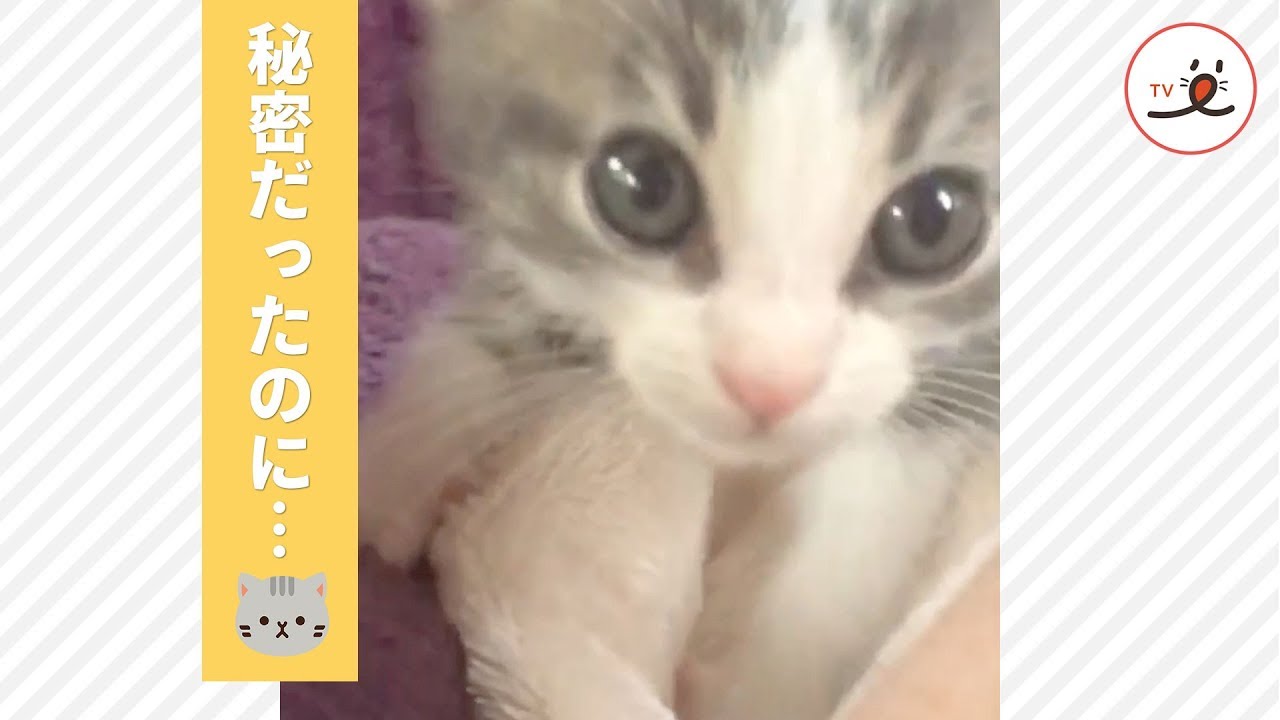 ママに内緒でふみふみしてたのに…💖 ふみふみを見られちゃった子猫ちゃんの、胸キュンリアクション😻【PECO TV】