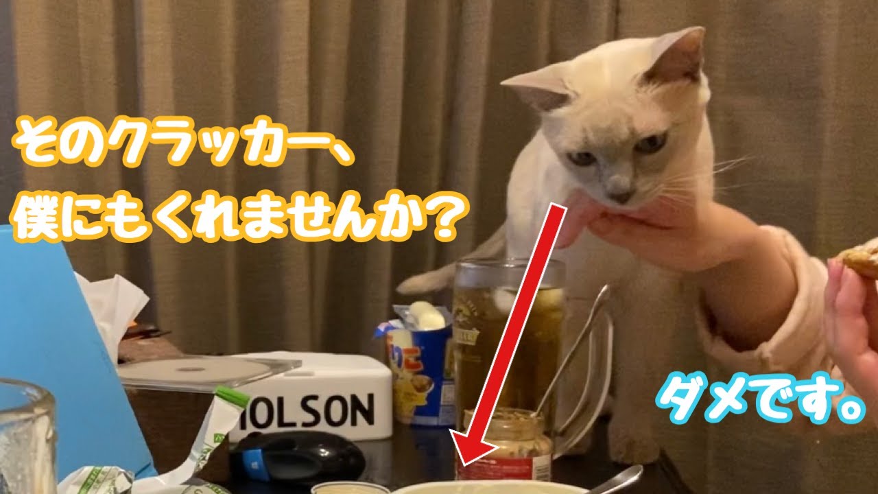 どろぼう猫な猫。【トンキニーズ】もんちゃん♂The cat wants to steal it