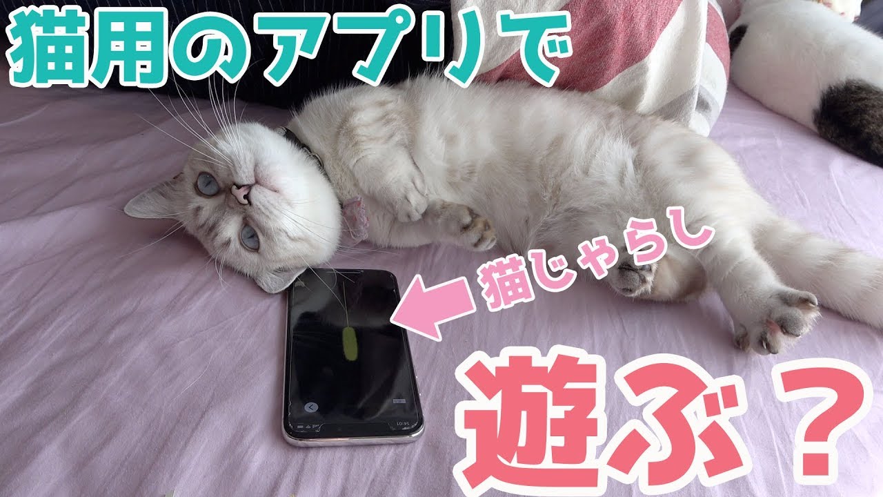 【マンチカン】2種類の猫用アプリを試してみたら…！