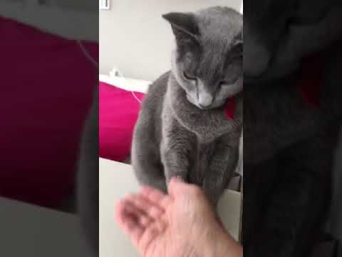 お手するはなちゃん😻