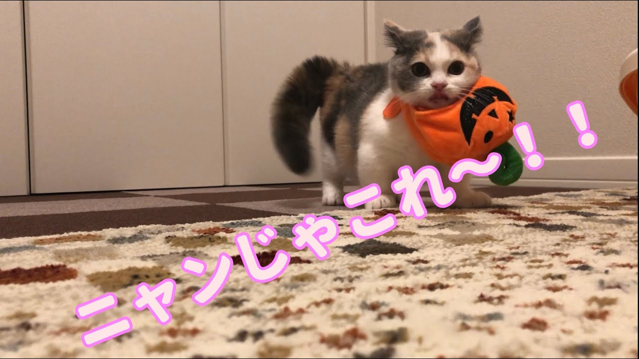 初めてのかぶり物に大興奮！？な短足マンチカンの子猫