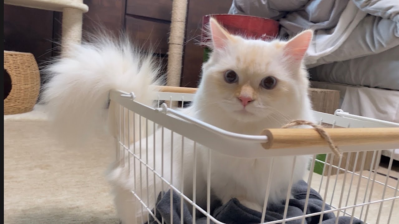 子猫達の匂いチェックが可愛いすぎます^ ^【短足マンチカンのコロン】