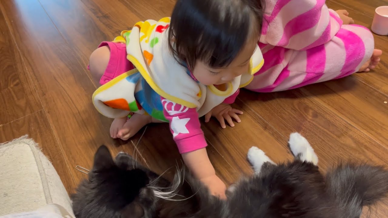 お留守番する子供達の寂しさを埋める猫　ラガマフィン　A cat that comforts a child who is away from home