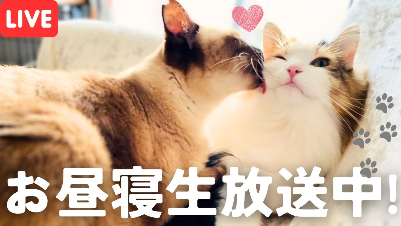 保護猫推定7歳記念＆飼い主誕生日(だった)記念！北欧猫もお昼寝垂れ流し生放送！【シャム猫/シャムミックス＆ノルウェージャンフォレストキャット】