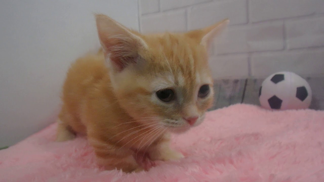 424330 マンチカン