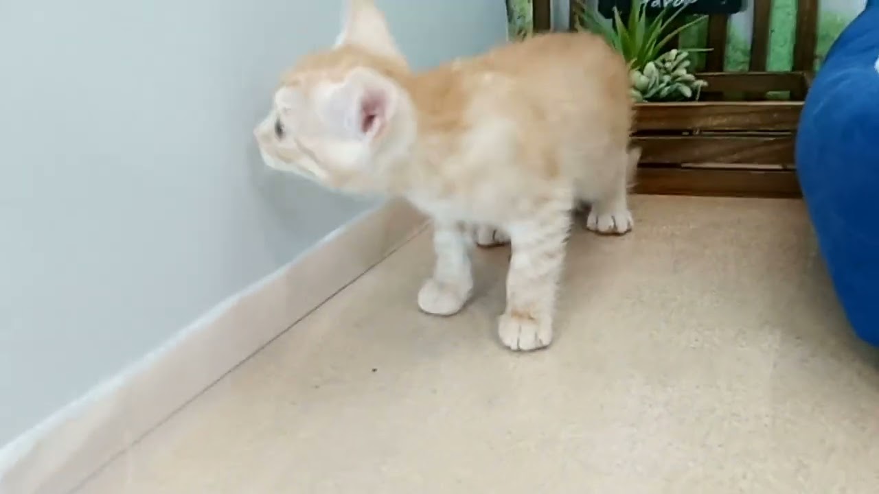 660276 スコティッシュフォールド