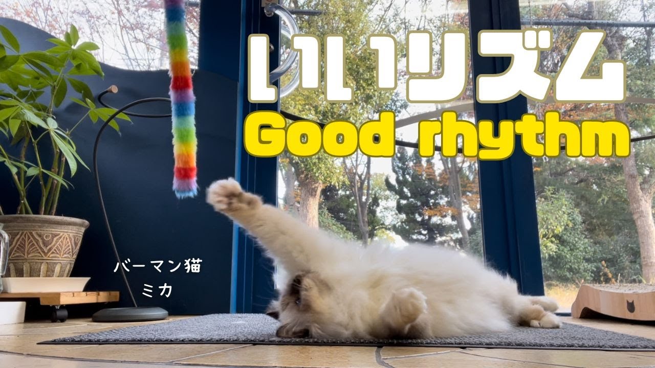 バーマン猫ラフとミカとガブ【いいリズム】Good rhythm（バーマン猫）Birman/Cat