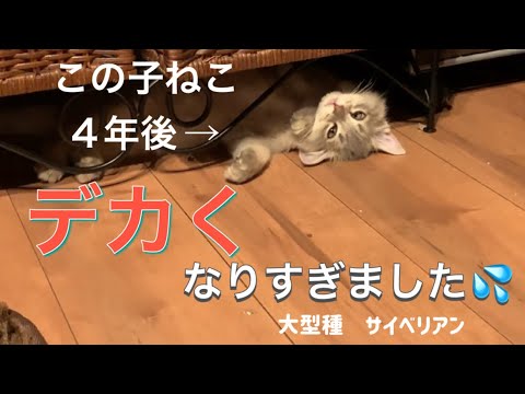 4年後にデカくなりすぎ猫がこちら／#ねこ #サイベリアン #でかい猫#大型種