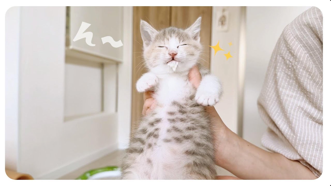 【子猫】「きゅきゅきゅきゅ」破壊力抜群ボイスすぎる子猫【保護猫生活53日目】