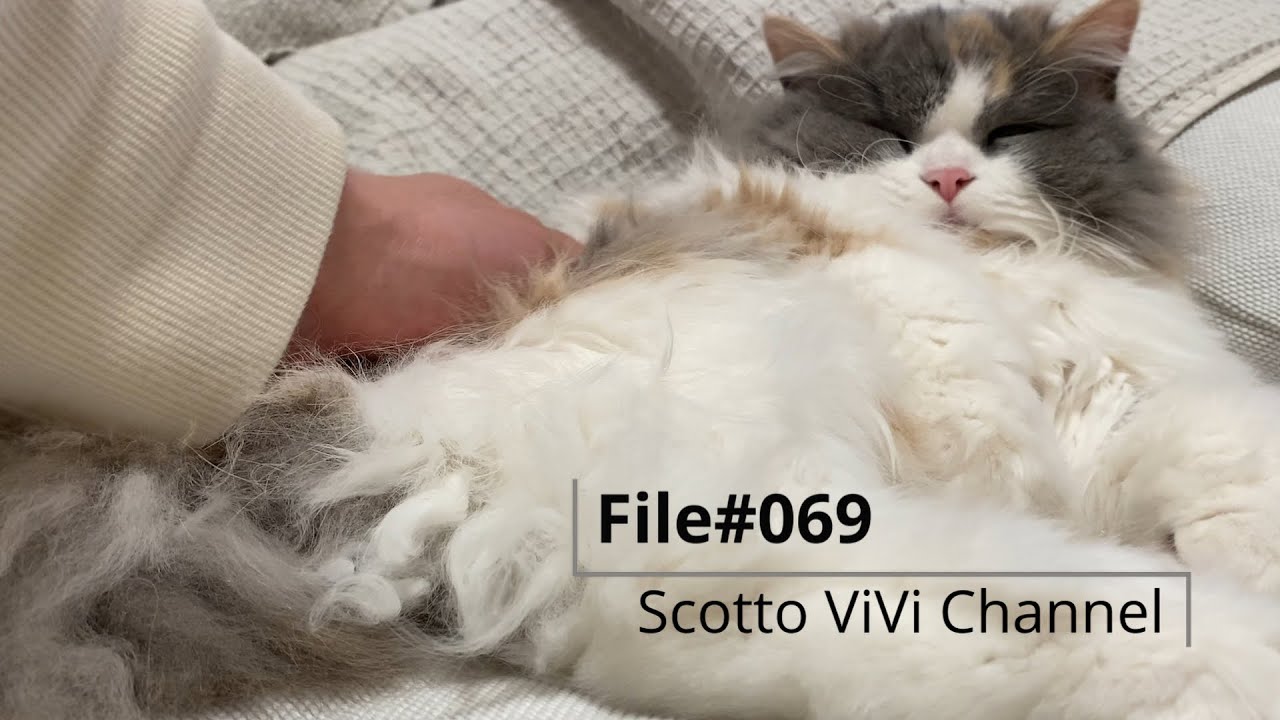 File#069〜家で態度のでかい長毛スコティッシュフォールドがこちら〜