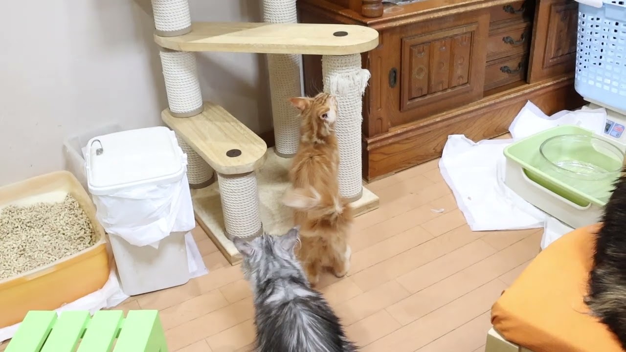 在宅3日目レッドのメインクーン子猫翔平君