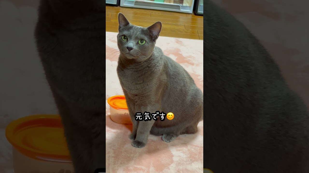 【ロシアンブルー】今朝のめろん、わんわんおねだり絶好調🤗【猫】#shorts