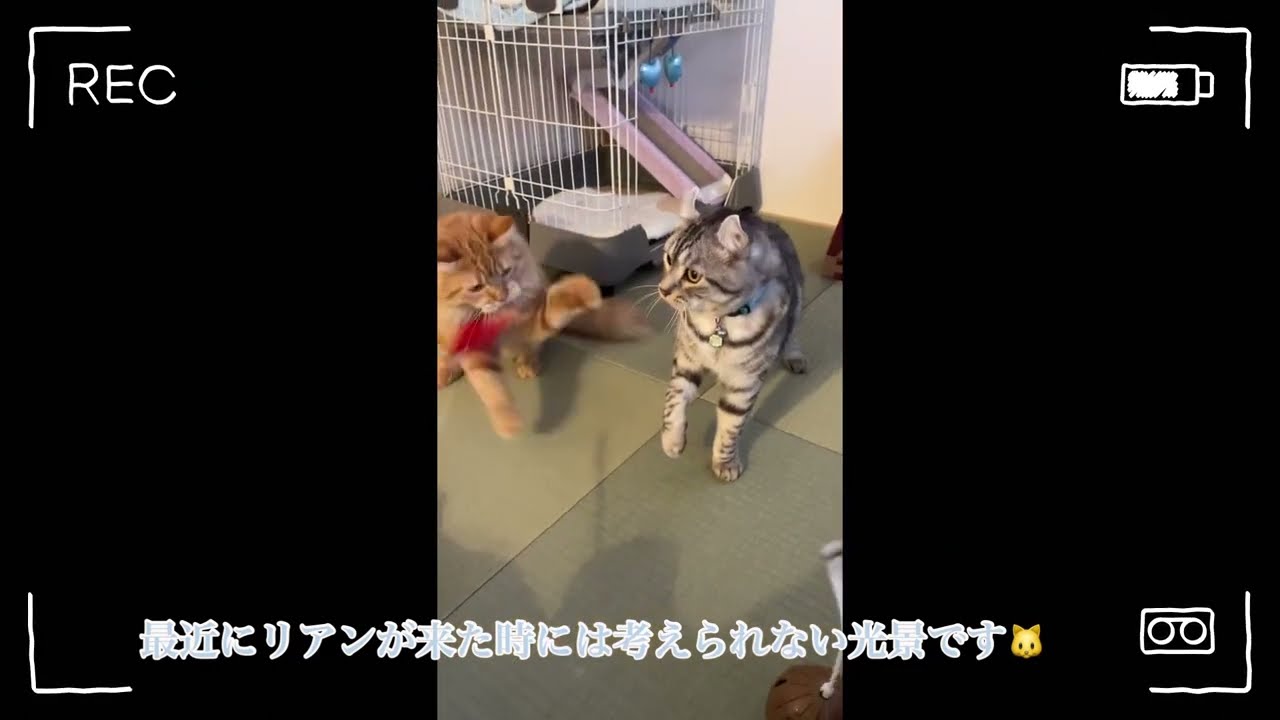 「アメリカンカール⭐︎マンチカン」我が家の猫達😊のり太FIP(猫コロナ)治療終了後2ヶ月経過！