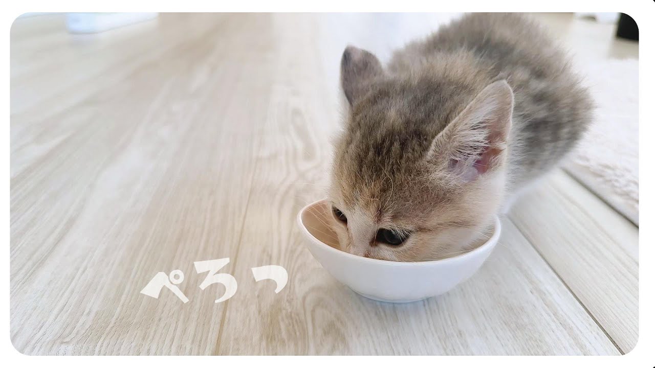 【子猫】「ピョンピョンピョン」やんのか！ステップきれいに撮れました【保護猫生活54日目】