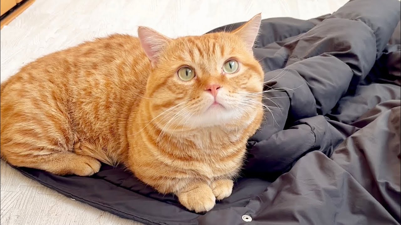 ねぇねのジャンパーの上から意地でもどかない猫と隙を突いてヘッドスライディングする猫がかわいすぎる！ #猫 #マンチカン