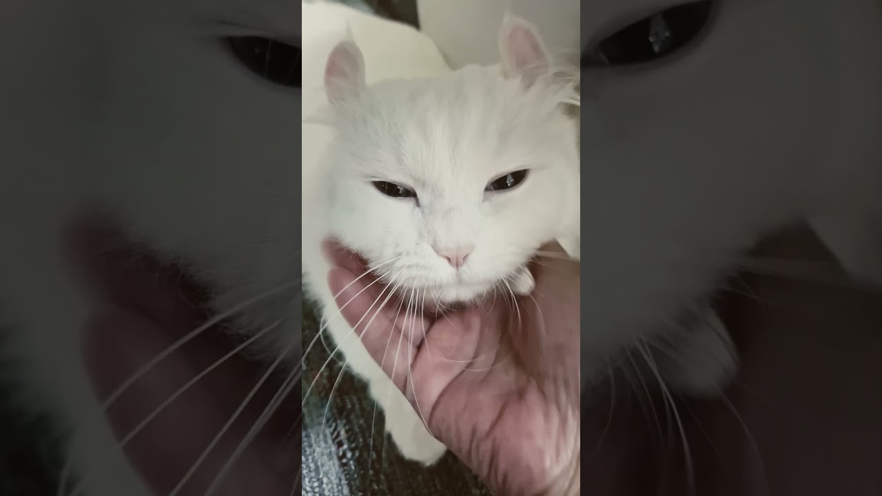 【オッドアイ幸せを呼ぶ猫】もふもふタイム#猫#cat#白猫#キンカロー#shorts