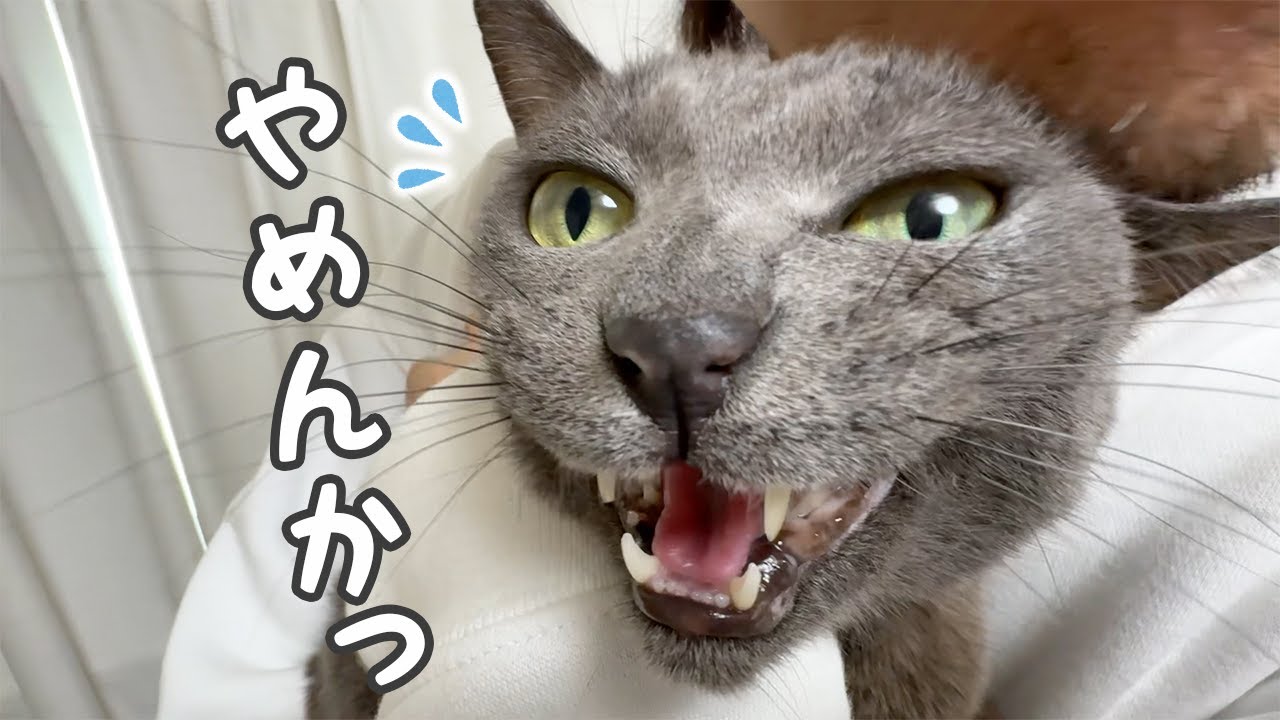 構ってほしいのにツンデレ発揮する猫ハムちゃん