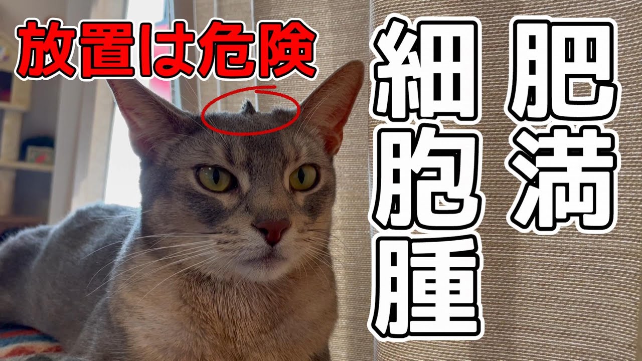 猫アビたんの頭にしこりが見つかりました【肥満細胞腫】