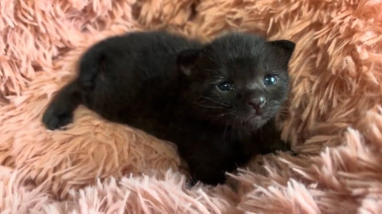 【パヤ神】生後まもない子猫を拾って育てるまで⑤【スイちゃん】
