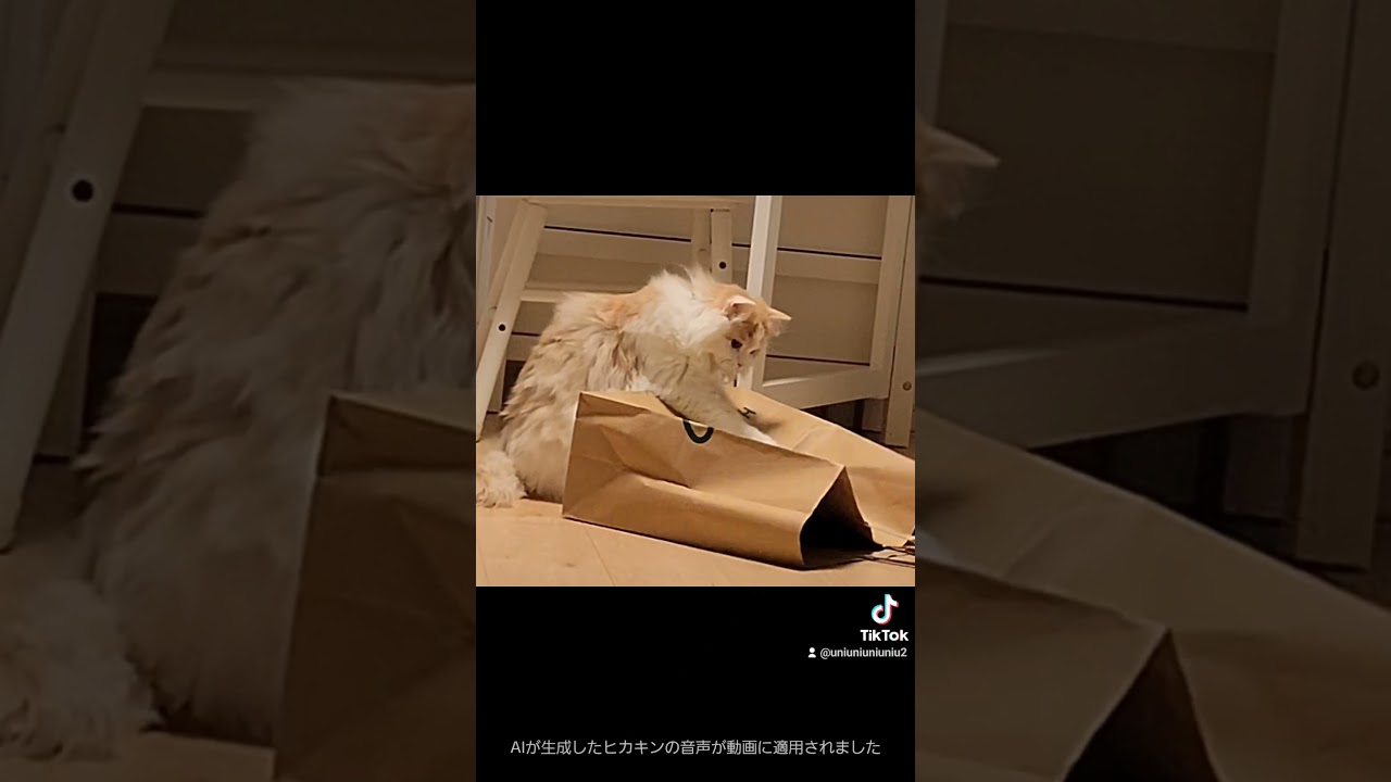 どうしてにゃの？ #ラガマフィン #cat #shorts #猫のいる暮らし
