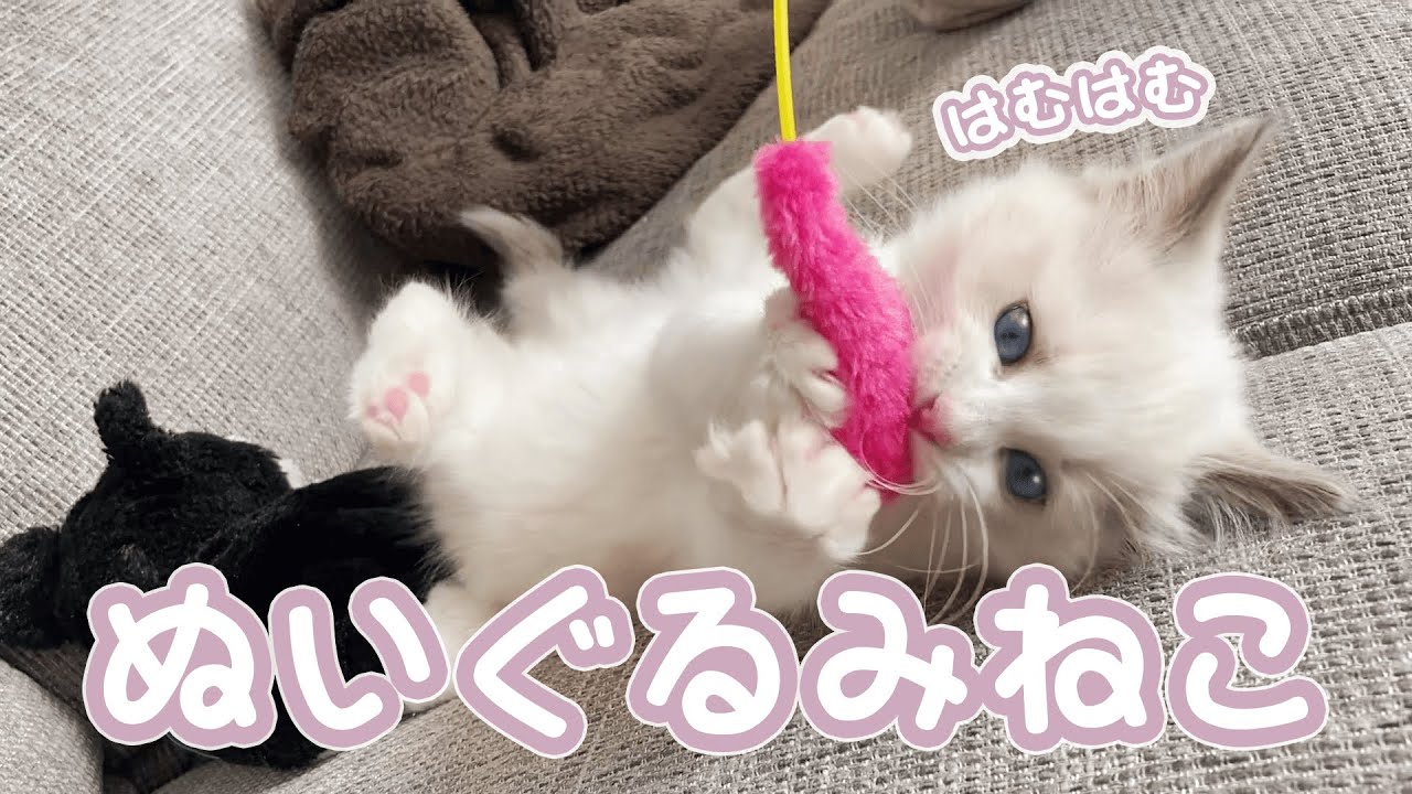 ぬいぐるみみたいな子猫の遊ぶ姿がかわいすぎる