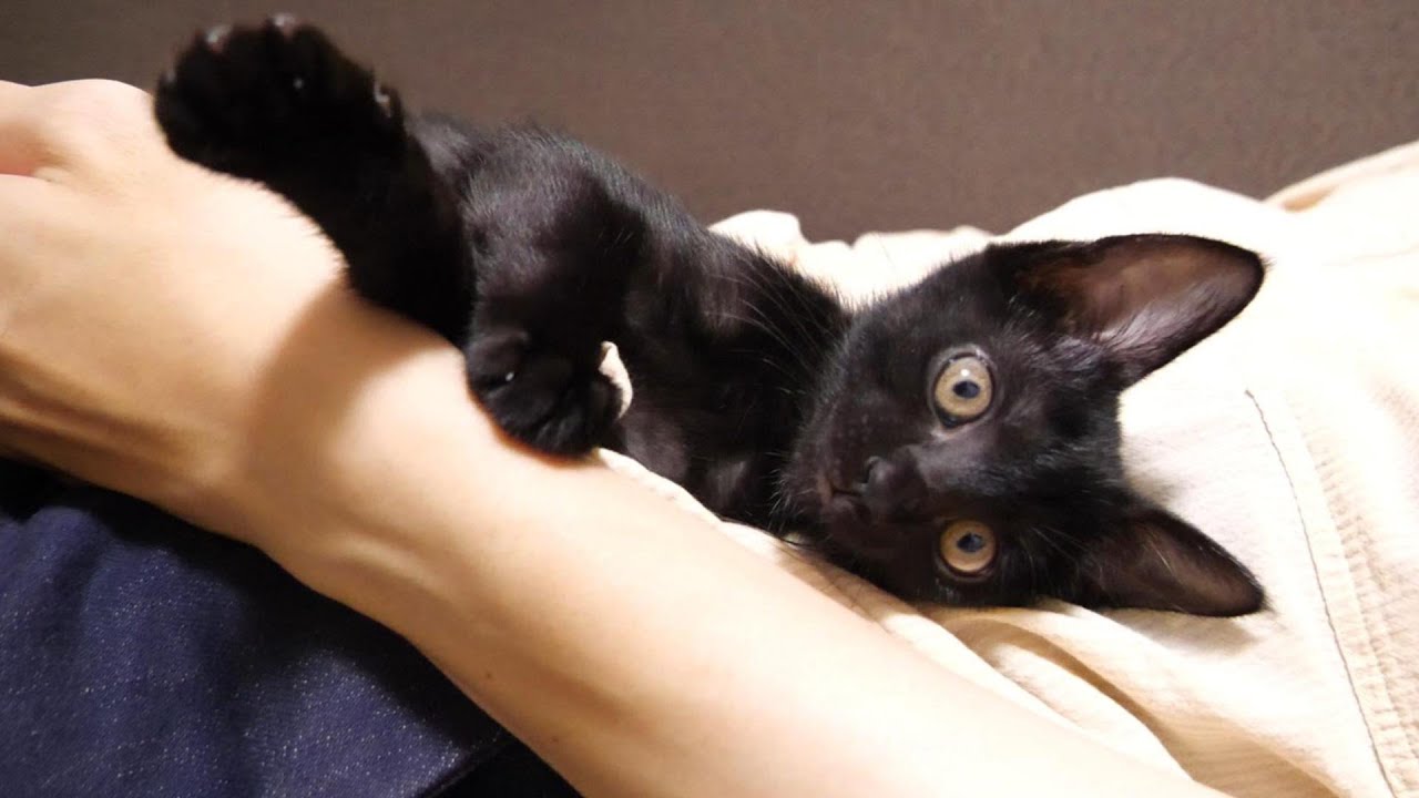 抱っこされた子猫がゆっくりと目を閉じていく【赤ちゃん猫　保護猫】