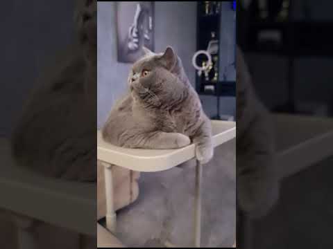 SHORTS CAT VIDEO-VIDEOS FYRIR KETTA#köttur#kattamyndbönd#kattaelskandi#sæturköttur#náttúrumyndbönd
