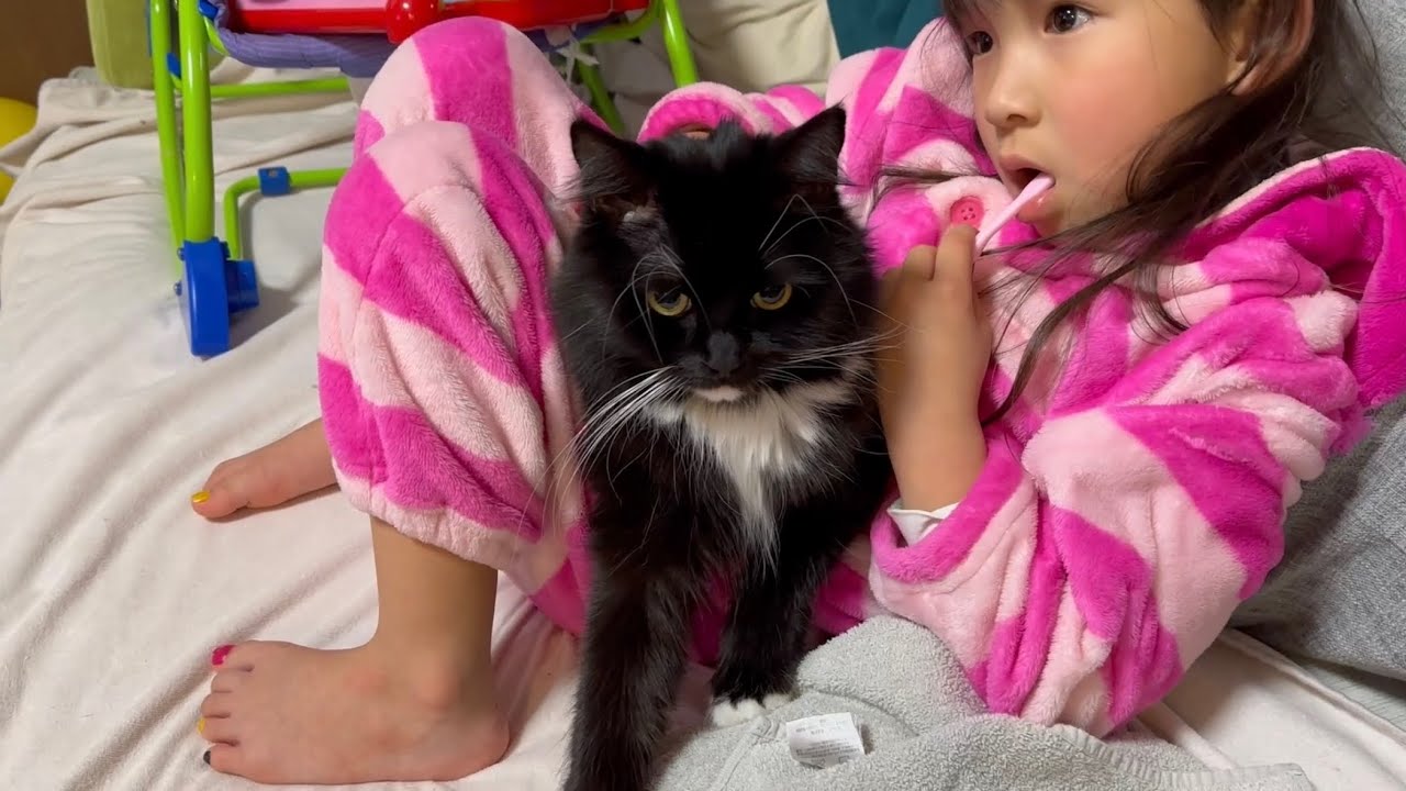 安心しきって甘える猫　ラガマフィンA cat who feels at ease with children and is pampered. Ragamuffin