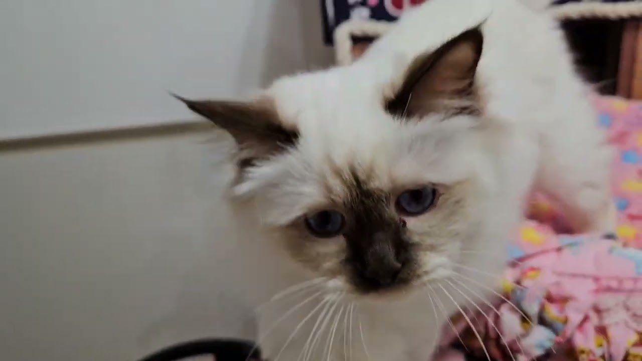 バーマン子猫チョコレートトーティとポイントオーナー様募集中です🎵